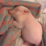 乌冬蒜仙儿