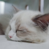 小鬼当家