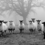 几只朵羊