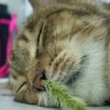 稻草人