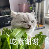 辰鲲