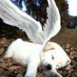 Dixie
