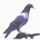 西屋鸽语