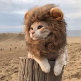 祁怪怪