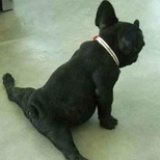 adou