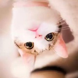 葱头yo
