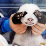luobo