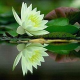 乐仪