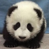 蓝莓芝士