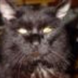 漂亮的大猫