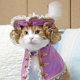 苏格拉Cat