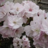xuan