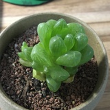 小鱼