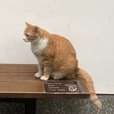 等等再说
