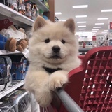 鱼鱼鱼鱼鱼