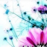 紫云芳