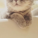 摇曳的小布