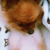 little chloe