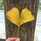 嘿哈呜哇