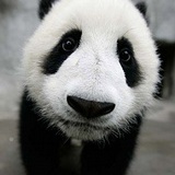 卡布