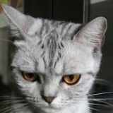 hihi