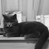 echo