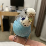 灰鸟
