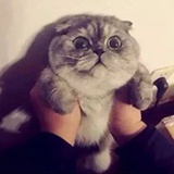春 花