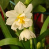 Narcissussqi
