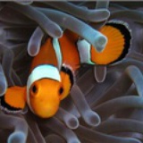 Clownfish_w