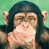 The Thinker