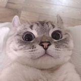只搞猛1
