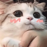 曦