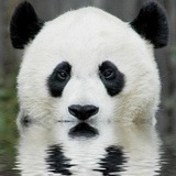 Evil Panda