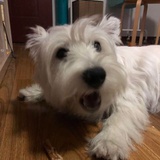 狐狸小客车