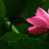 子箫