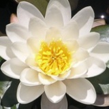 zhyu