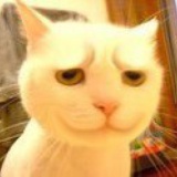 猫晴