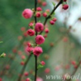 虫虫