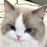 小甜甜布朗尼