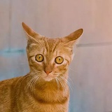 愤怒的狸猫
