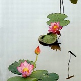芗芗的薰衣草
