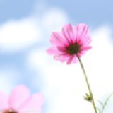 方格子