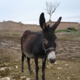 luluneu