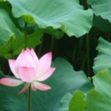 莲花池西路