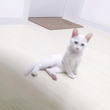 巧克力奶糖