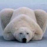 Bearice