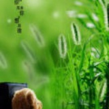 陆乐