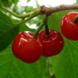 cherry