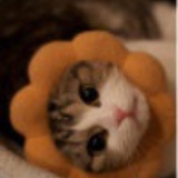 猫咪一样
